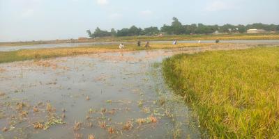 গোমস্তাপুরে তলিয়ে গেছে ৫০০ বিঘা জমির বোরো ধান