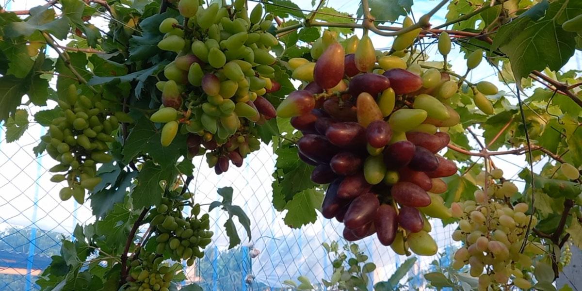 পঞ্চগড়ে আঙুর চাষে কলেজছাত্রের বাজিমাত