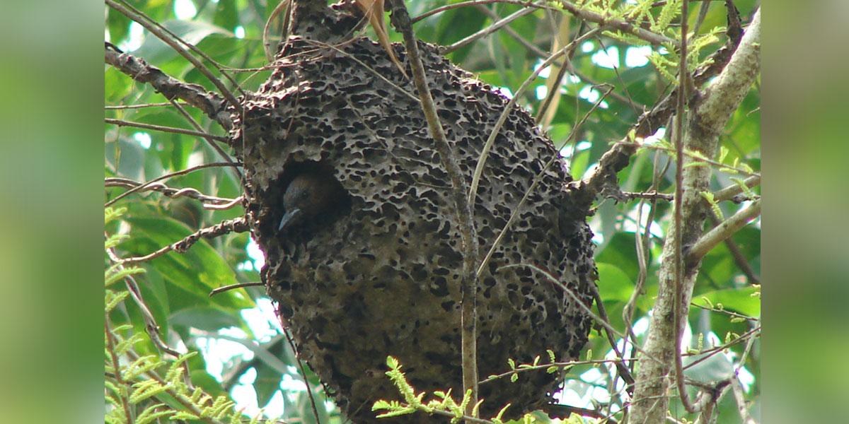 খয়রা কাঠকুড়ালি ও গেছো পিঁপড়া