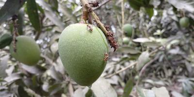 রাজশাহীর আম বাজারে আসছে ১৫মে