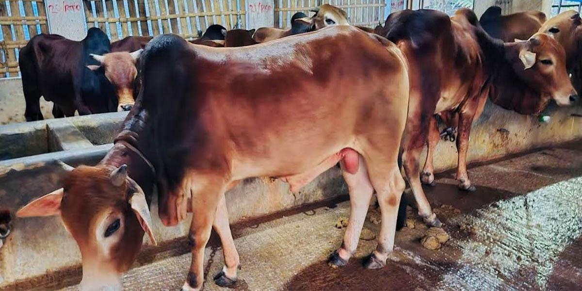 খুলনায় পশু পালনে নতুন সম্ভাবনা, বেড়েছে উদ্যোক্তা