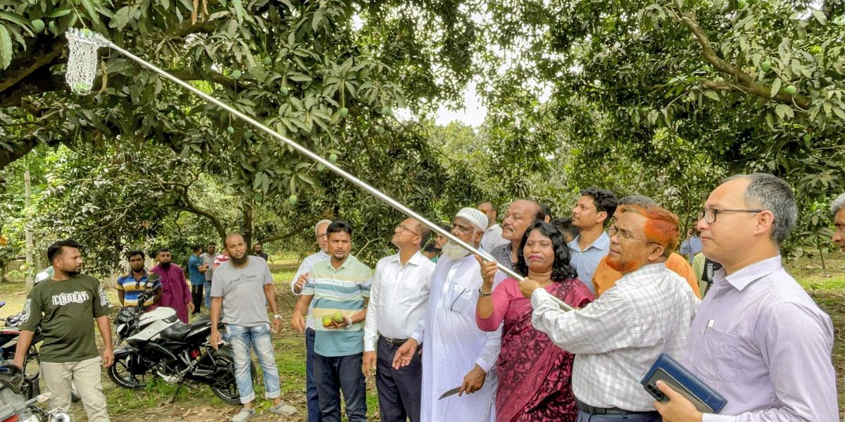 চুয়াডাঙ্গায় আম সংগ্রহ কার্যক্রম শুরু