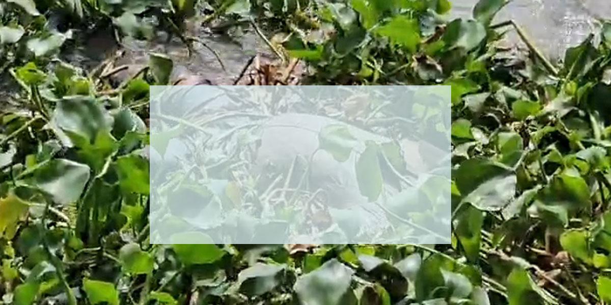 পদ্মা থেকে উদ্ধার কাপাসিয়ায় ৫ খুনে অভিযুক্ত ফোরকানের মরদেহ