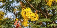 সোনা রঙের কনকচূড়া