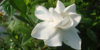 গন্ধরাজের গন্ধে ব্যাকুল
