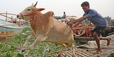 রাজধানীর পশুর হাটে ক্রেতার উপস্থিতি নেই