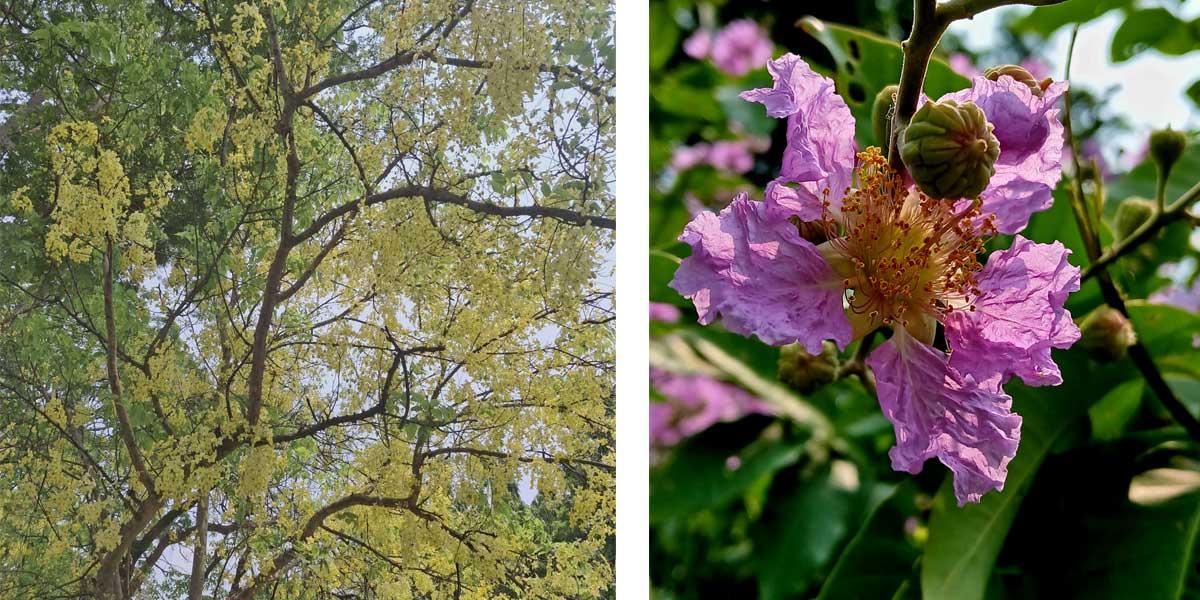 ইবি ক্যাম্পাসজারুল-সোনালুর রঙের উৎসব