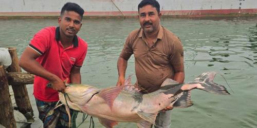 পদ্মায় ধরা পড়ল ৩৫ কেজির বাঘাইড়