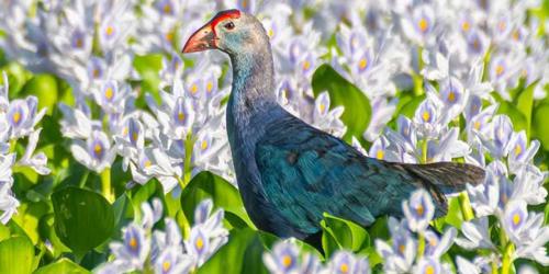 নোবিপ্রবির ময়নাদ্বীপে কালিম পাখি