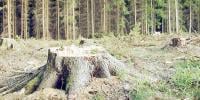 Deforestation বিষয়ক Writing Paragraph, ২৮তম পর্ব, এইচএসসির ইংরেজি ২য় পত্র