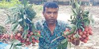 ঠাকুরগাঁওয়ে লিচু ব্যবসায় ধস