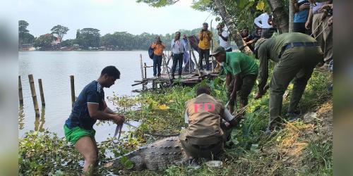 খান জাহান আলীর মাজারের কুমির যাচ্ছে রেসকিউ সেন্টারে