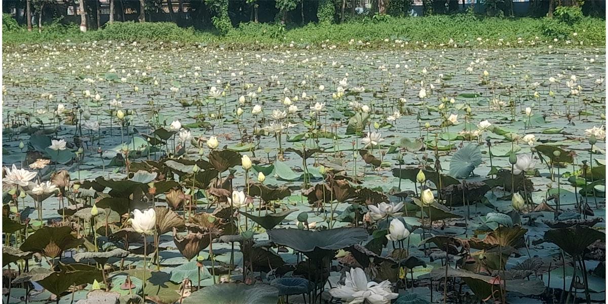 বরিশালের পদ্মপুকুর: ‘প্রকৃতির রাজ্যে’ প্রবেশে বাধা