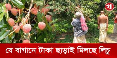 পাবনা ইছামতির পাড়ে বিনামূল্যে লিচুর মহোৎসব